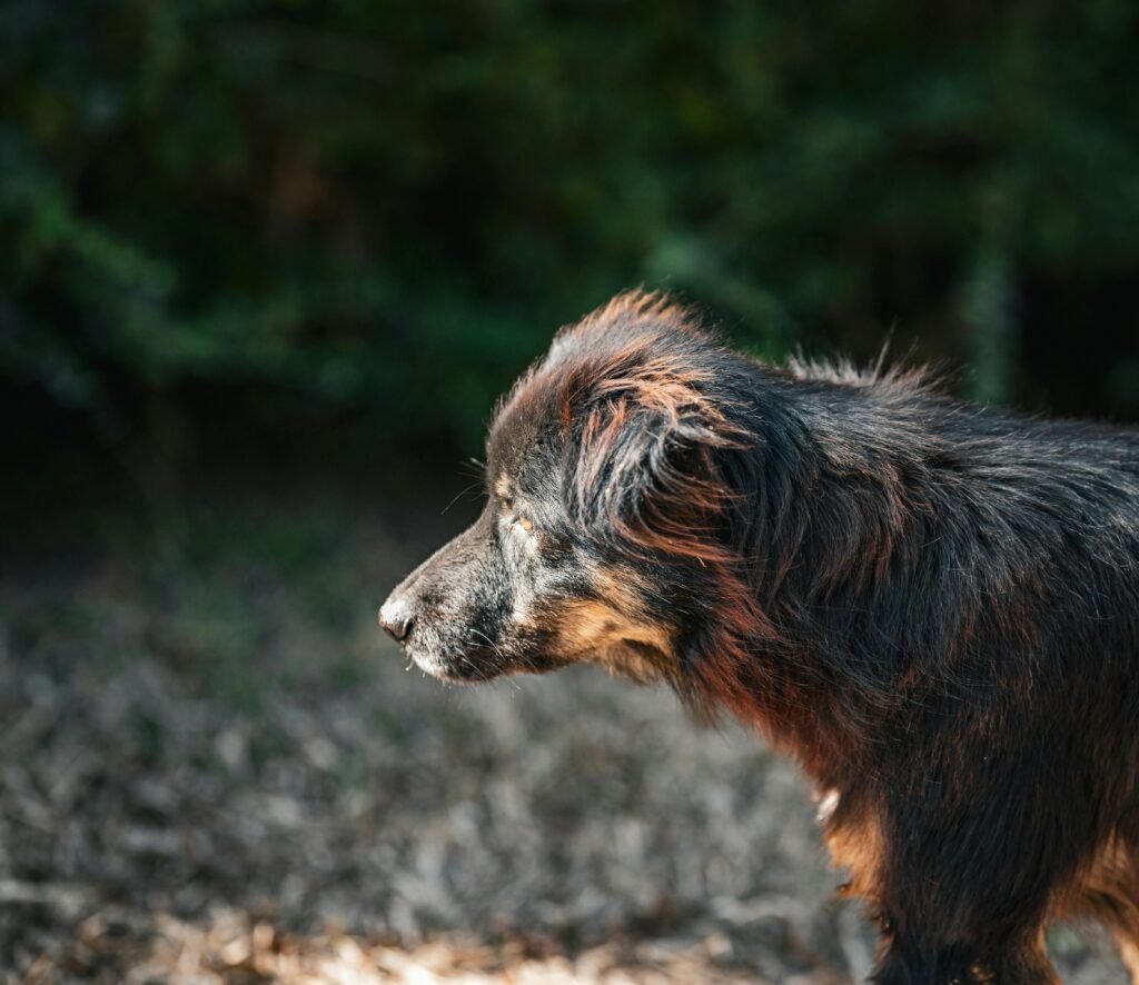 Profile shot of a dog outdoors in Thailand. Sunlight highlights its fur against a green background.